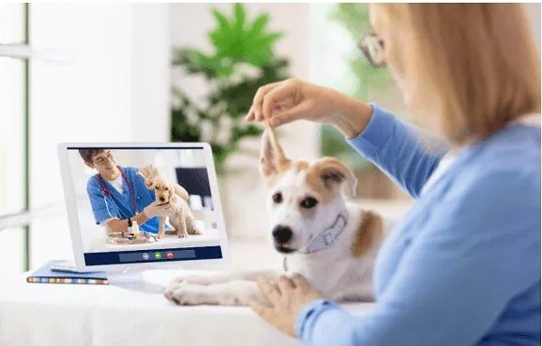 Video Consultations (Online vet advice)